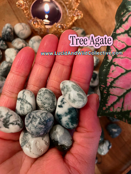 Tree Agate | Growth • Stability • Abundance